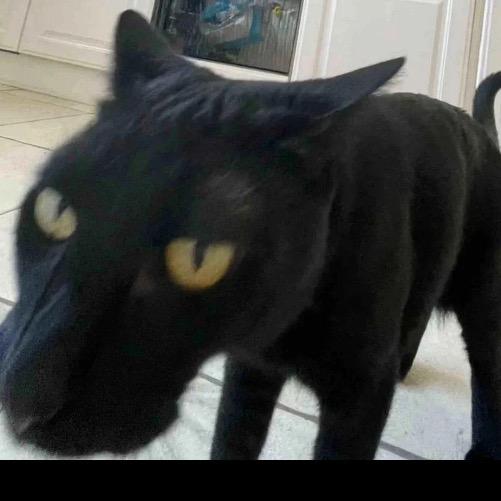 电子小猫