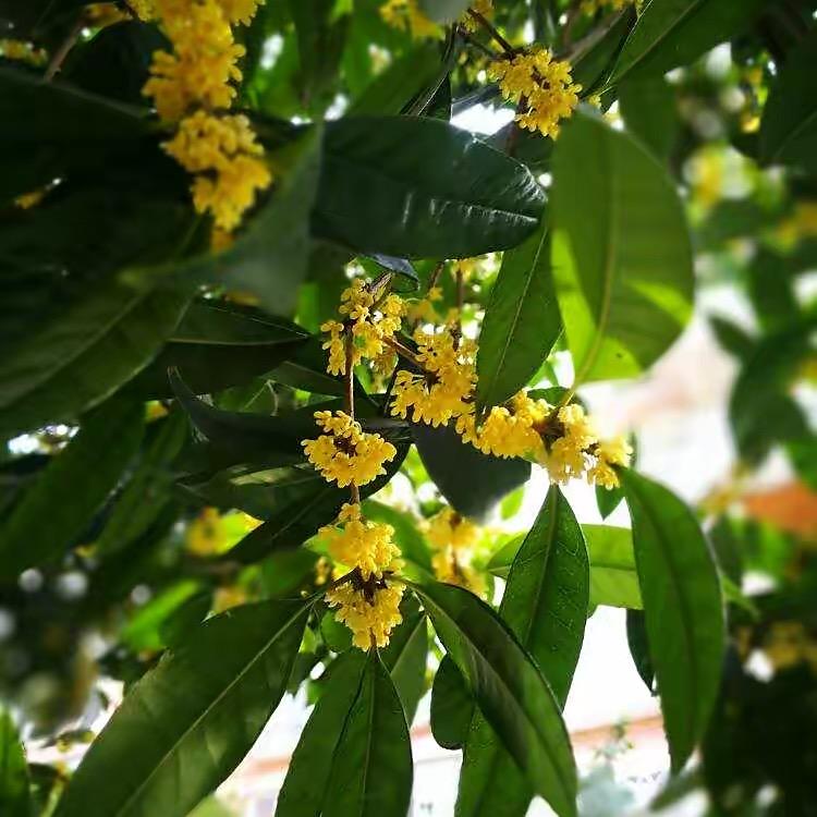 临沂市伟宗桂花园