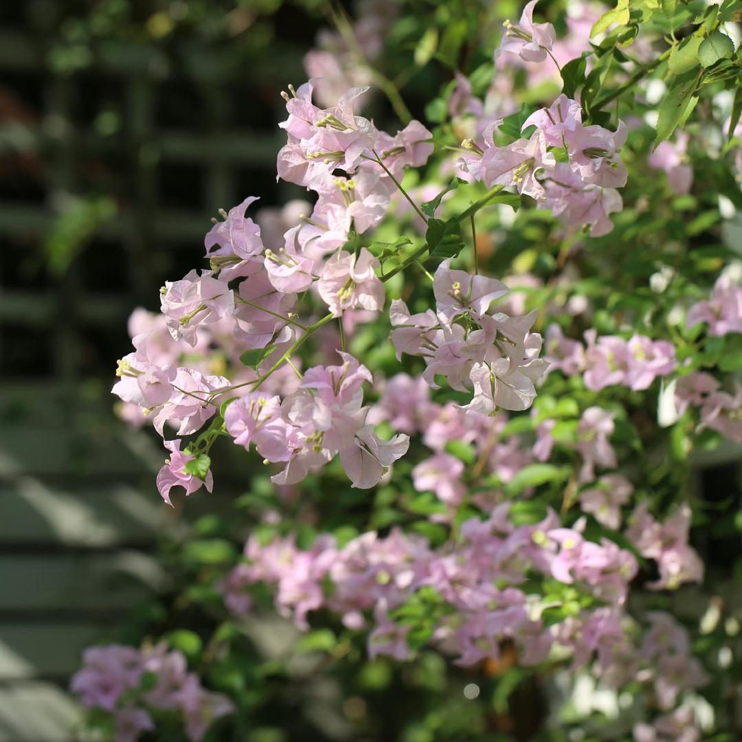 小蝌蚪爱养花