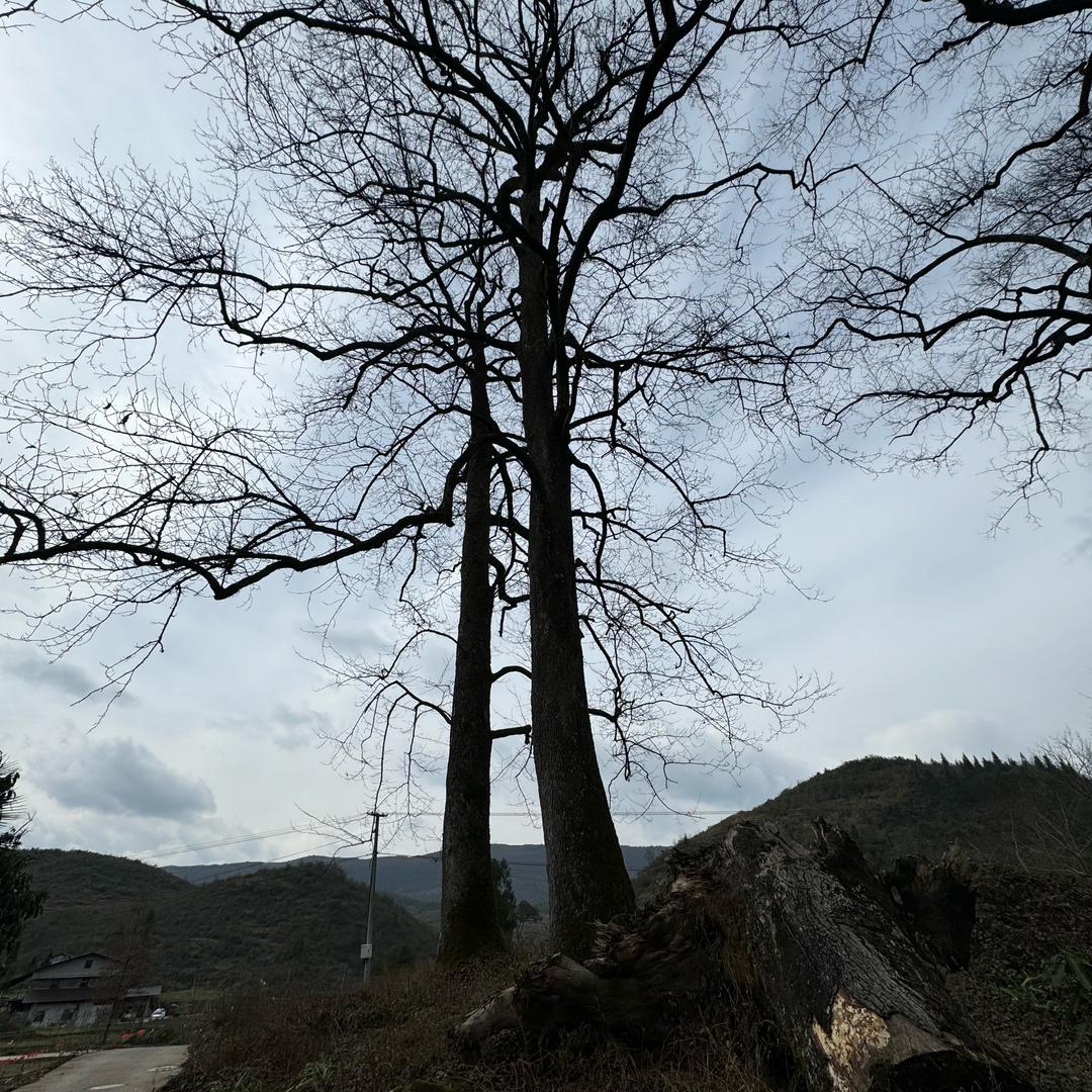 薯条