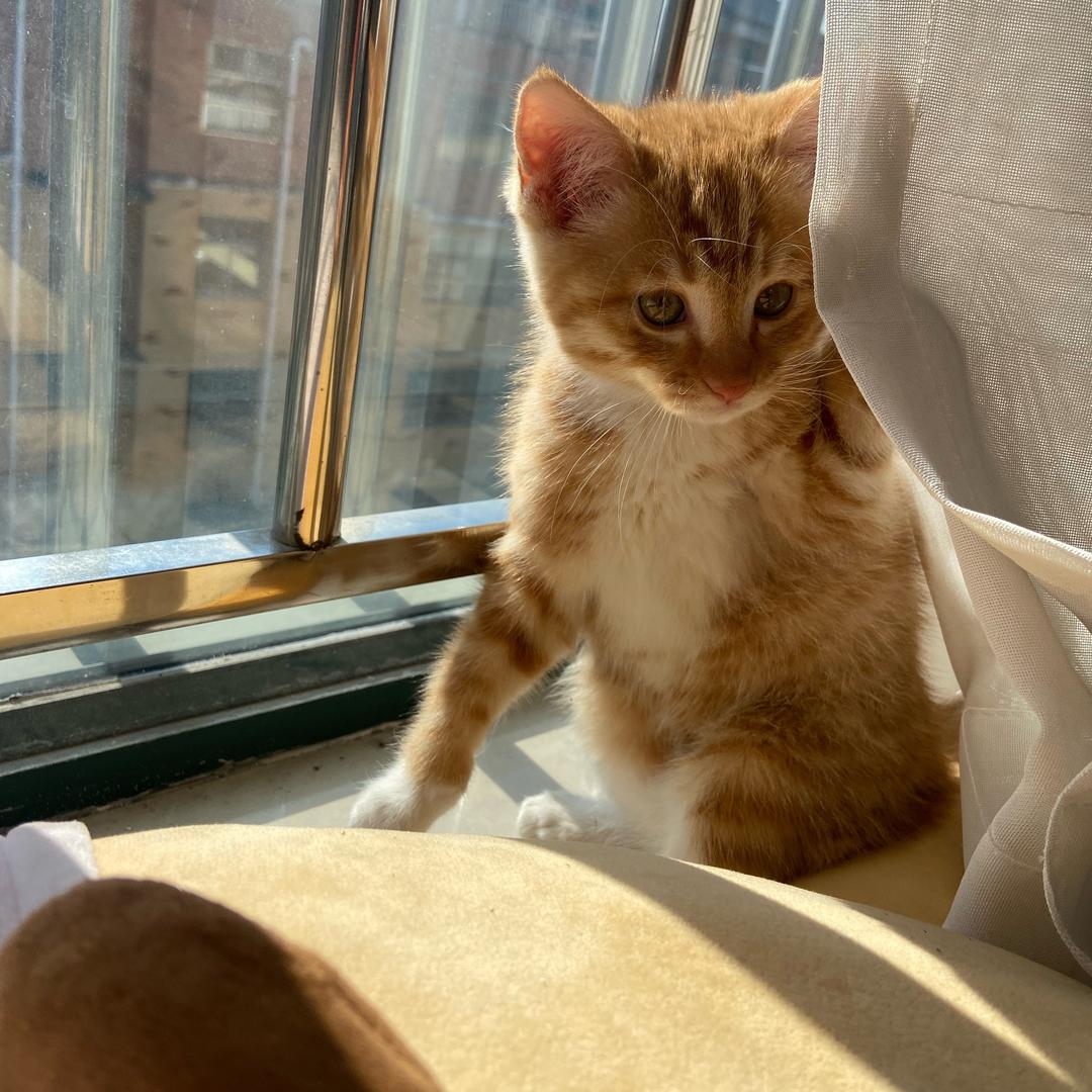 橙子是只小橘猫