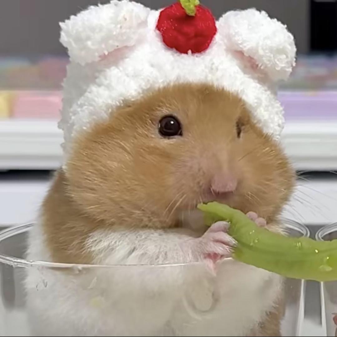 阿满妹妹🦋（混更版）