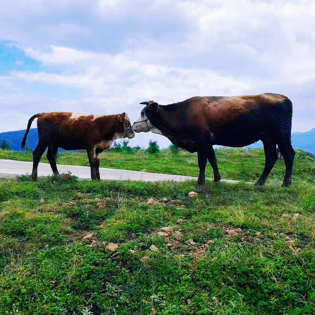 五台山清山先生