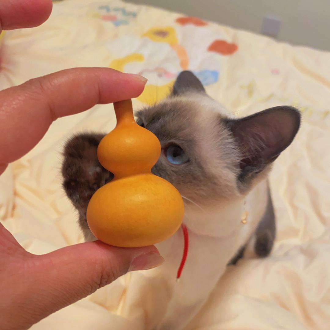 葫芦萌主