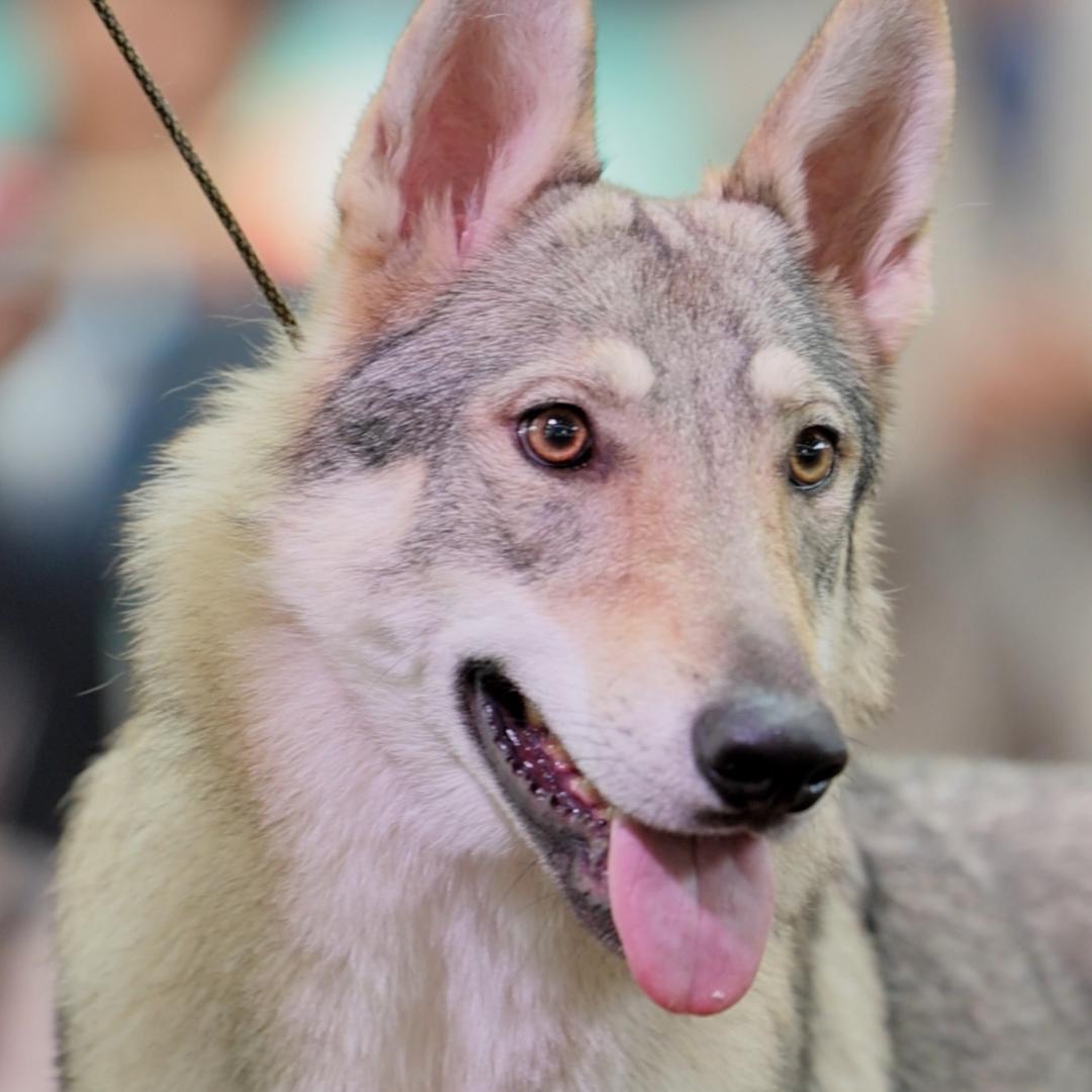 迈串斯捷克狼犬舍