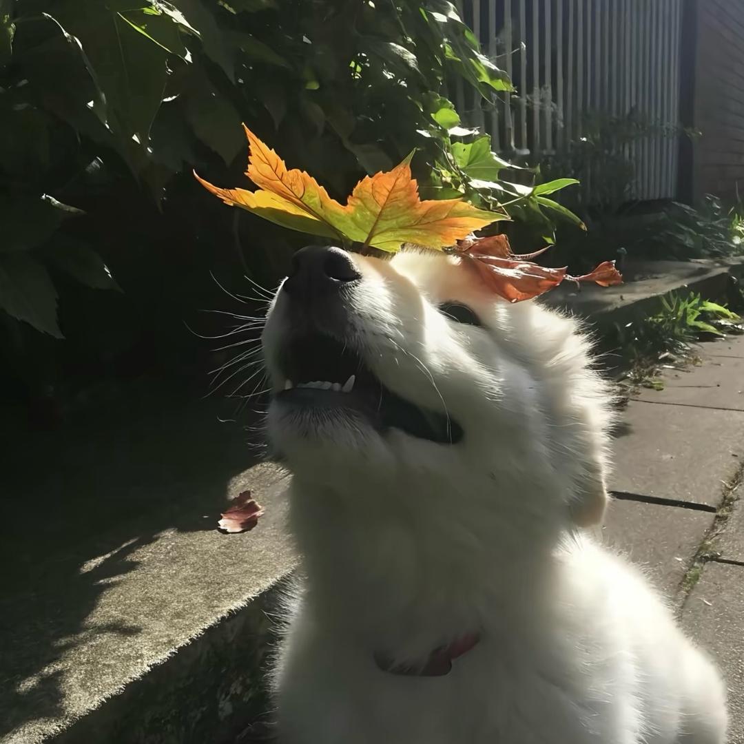 蛋蛋.