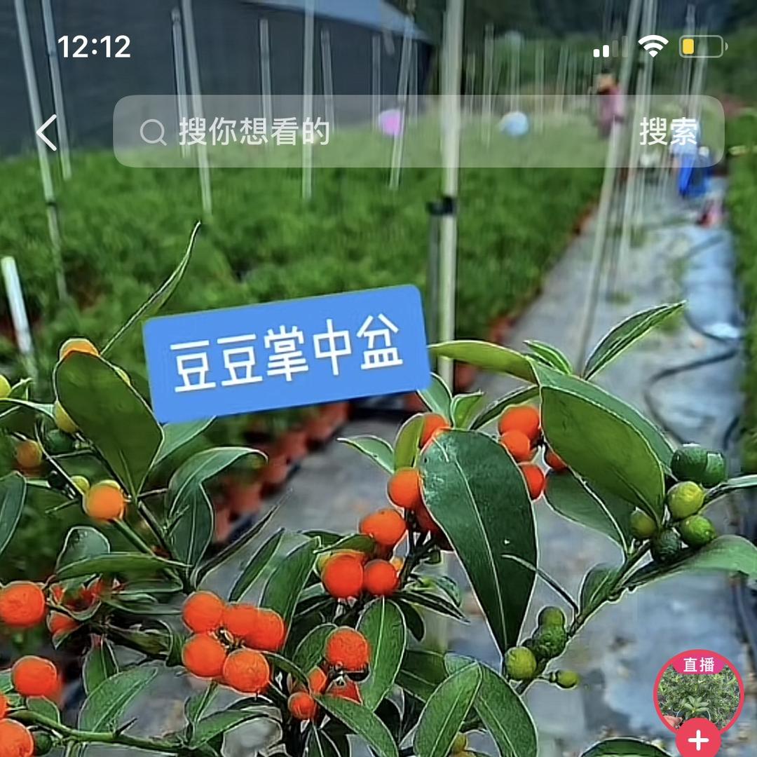 欣姐园艺@金豆（大量收购 批发）