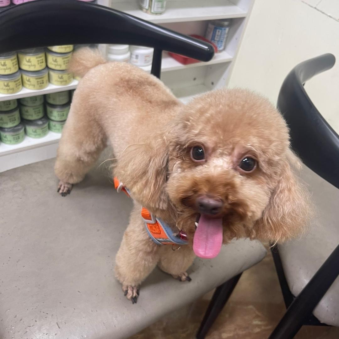 大师兄回乡助农