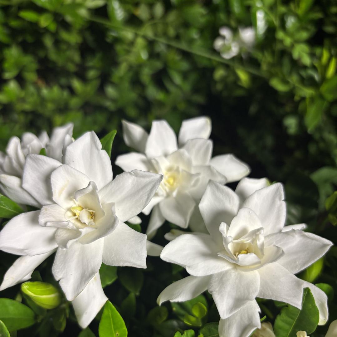 小叶栀子花开
