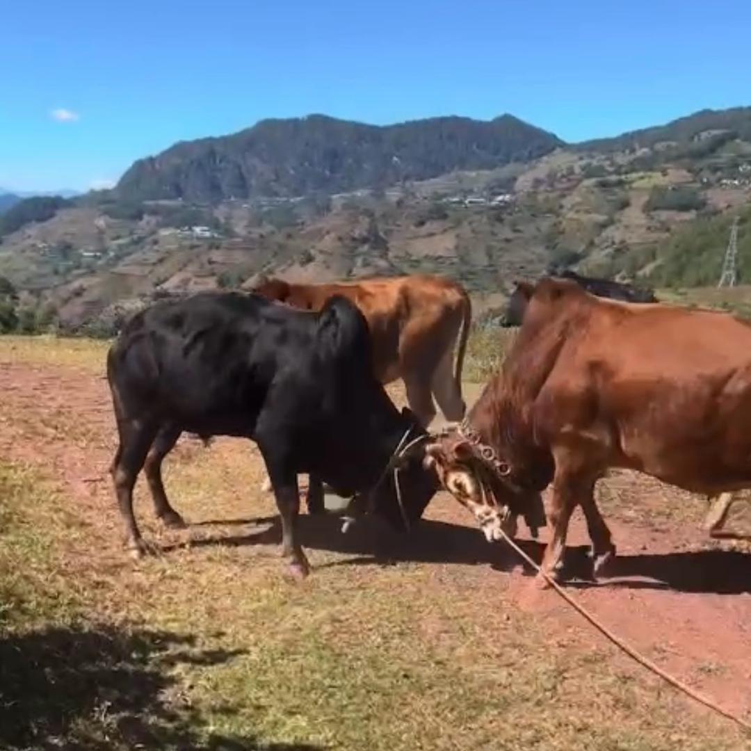 一直不断努力的小阳