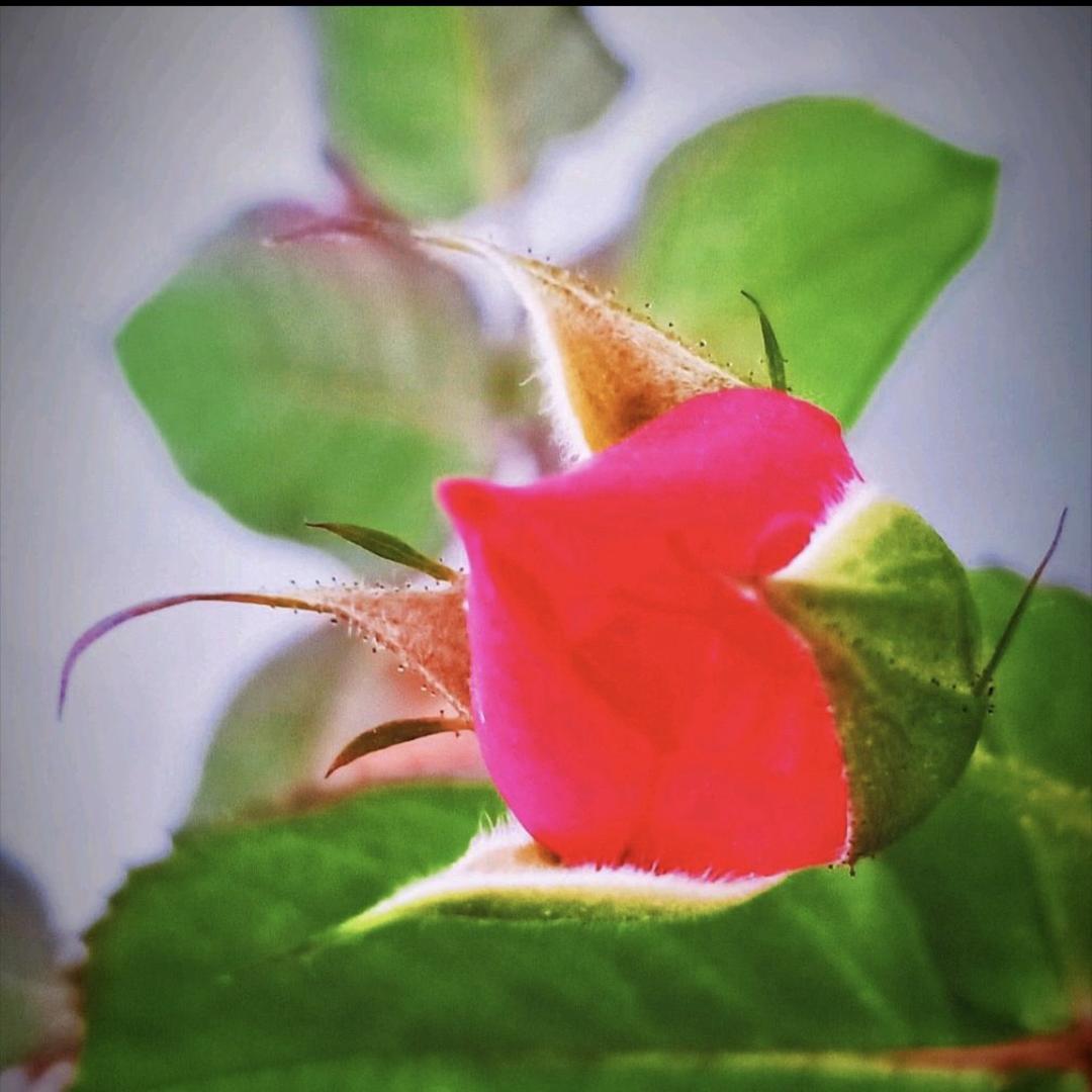 美好生活开怀笑文化工作室