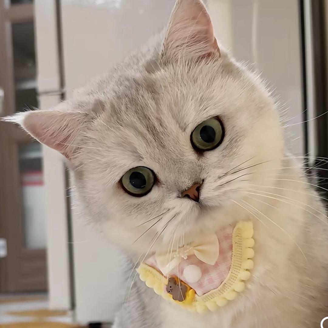 张鱼小丸子🍡･ ᴗ･