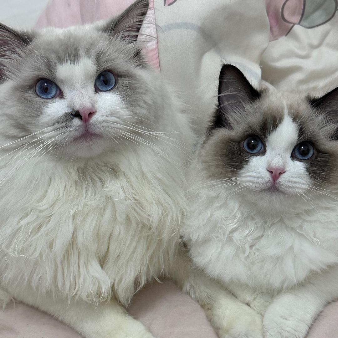 发财是只猫🫧