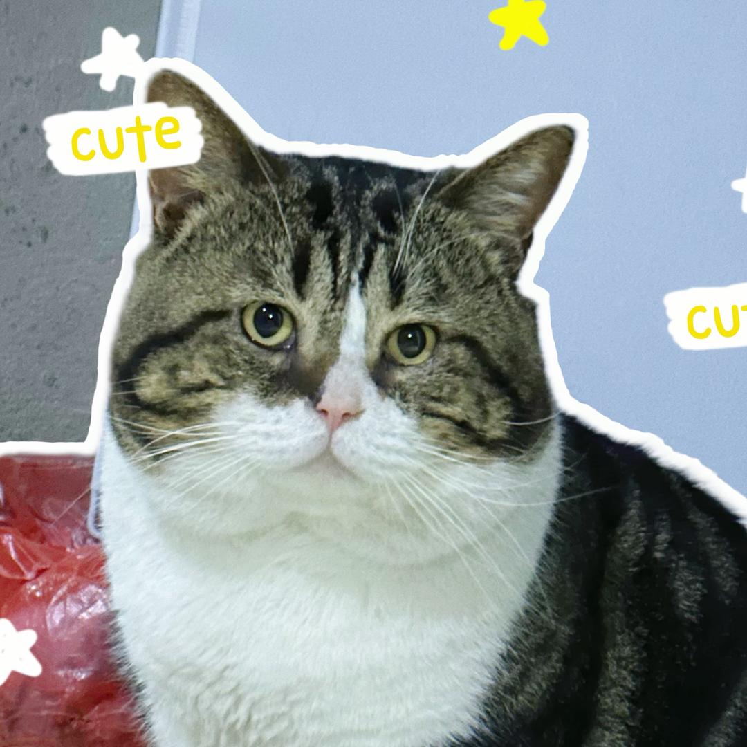 大壮ZZZ