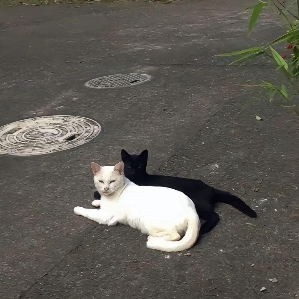 下一次月落