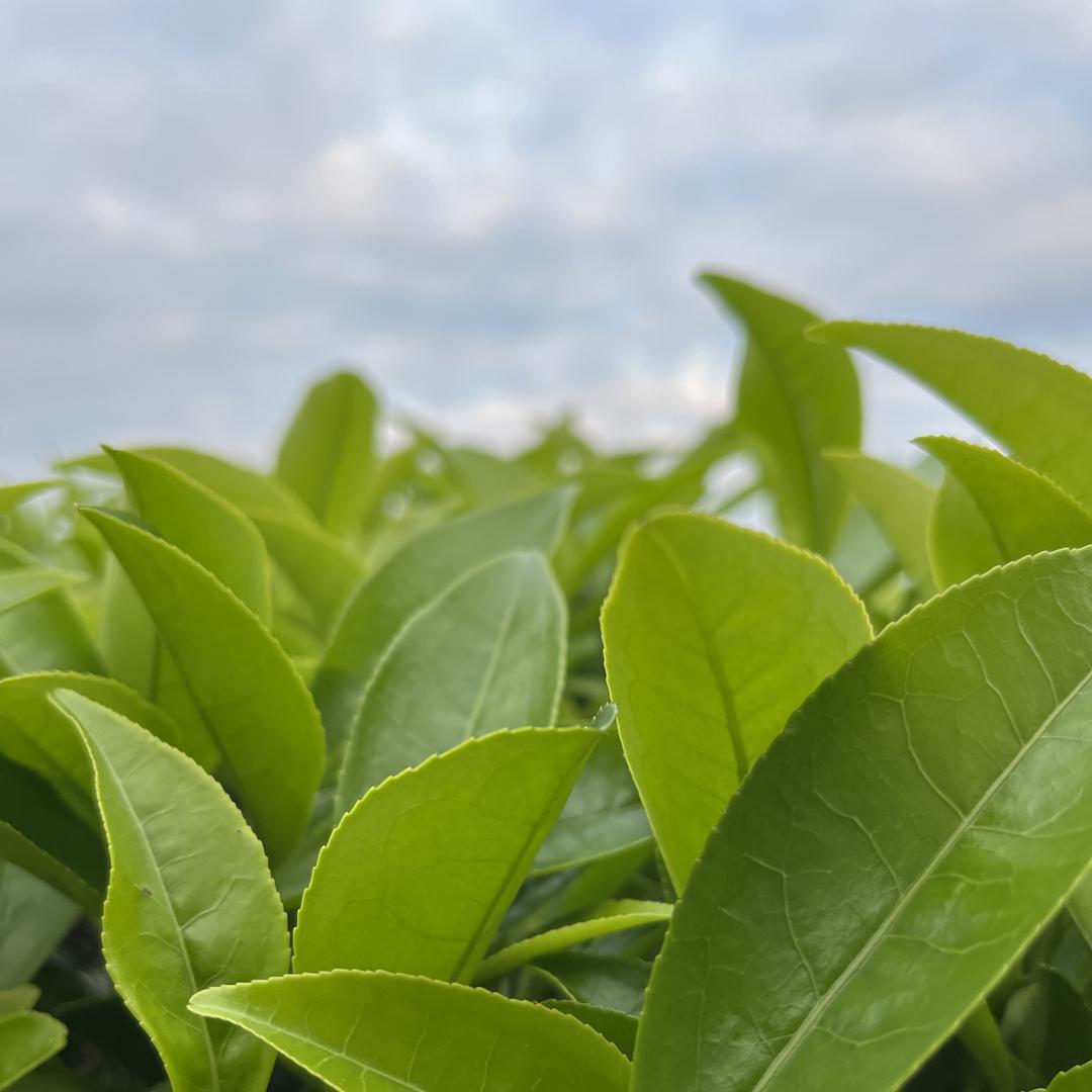 凤凰单枞茶臻选