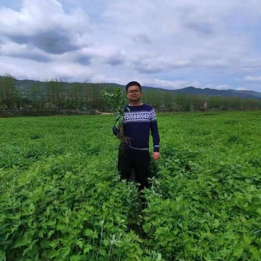 蕲艾严选供应链（王老师）