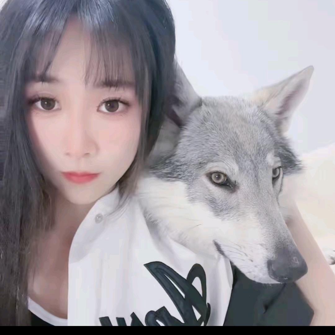 捷克狼犬-极光