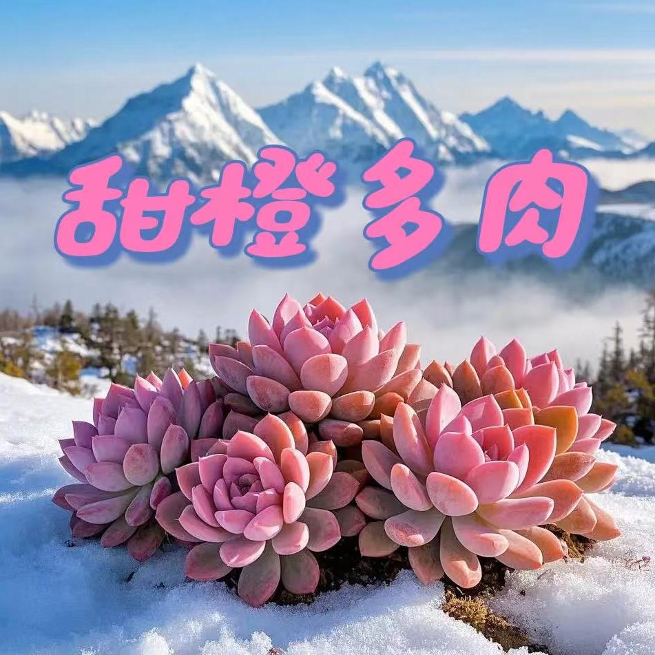 甜橙多肉