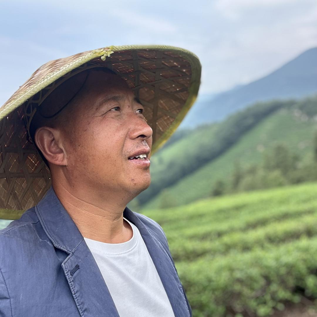 安徽文茶