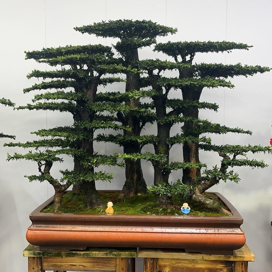 昊宇精品花卉