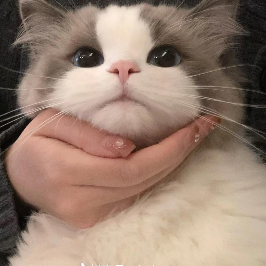 🐾