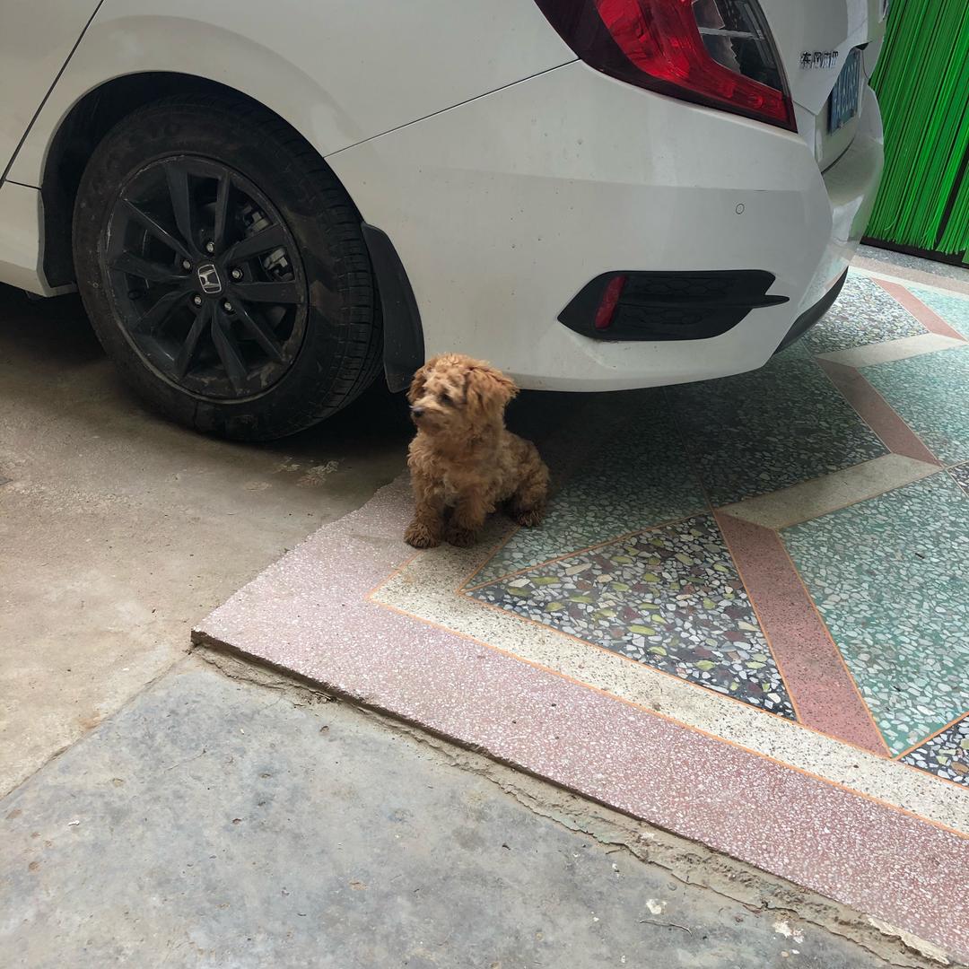 钟楼渣渣辉