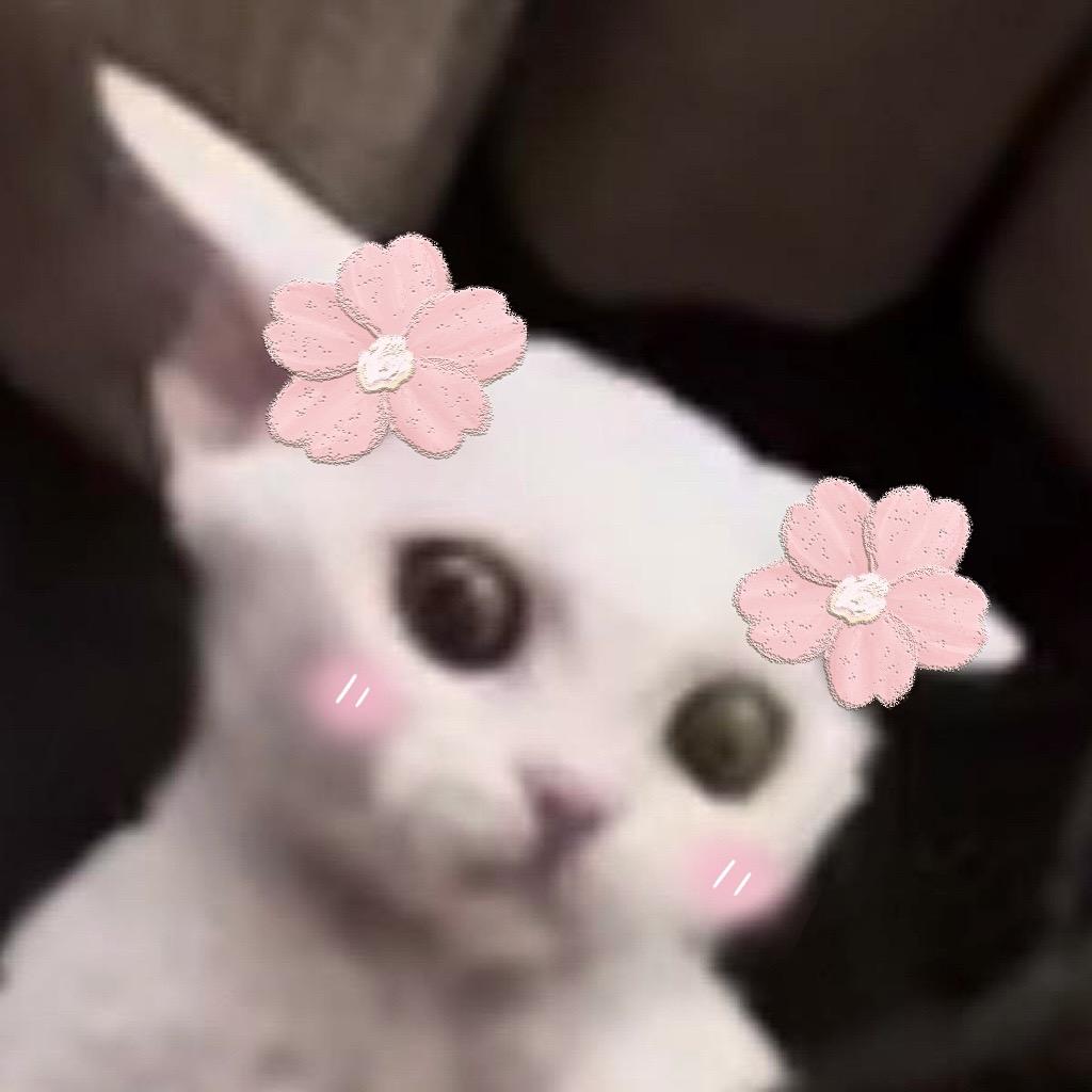 乌卡奥卡