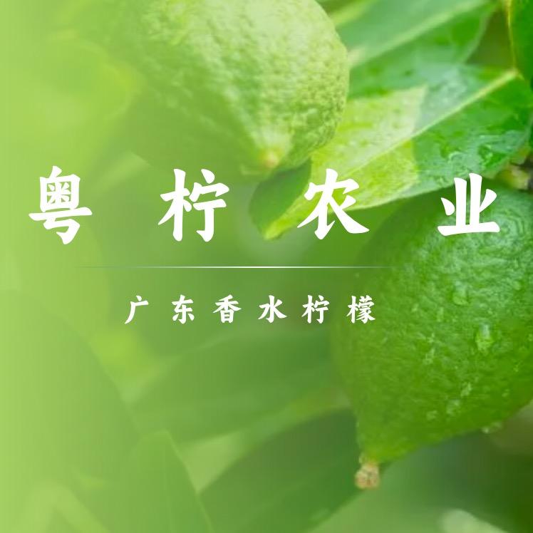 粤柠农业-广东香水柠檬