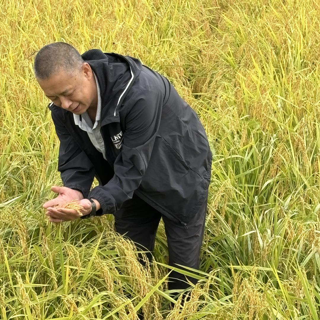 老曲五常大米（吾舍水稻种植合作社）