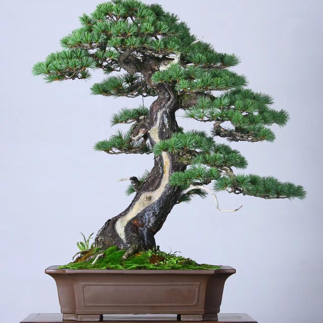 悦人好器紫砂花盆