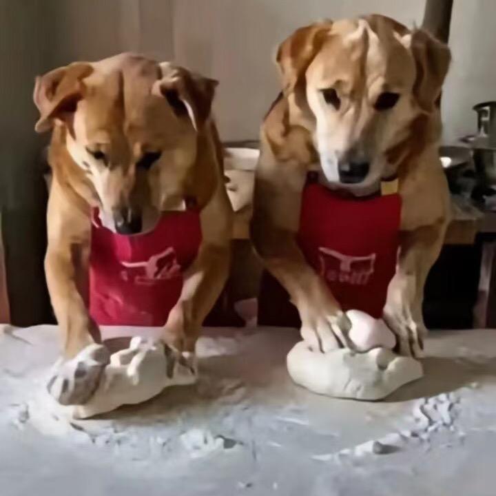 偷腥的猫抓到有病的鱼