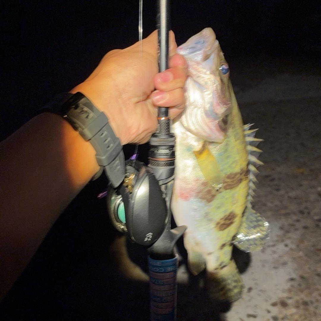 鳜迷心翘🎣🚒
