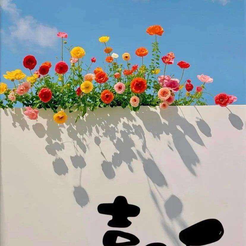 二丫-阿萍