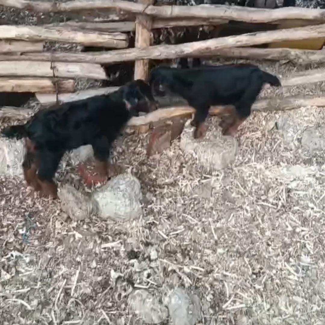 临朐卖山羊的燕妹