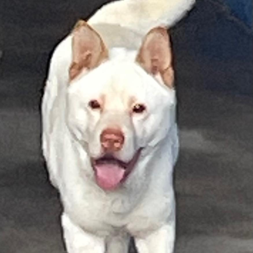 辉南中华田园犬