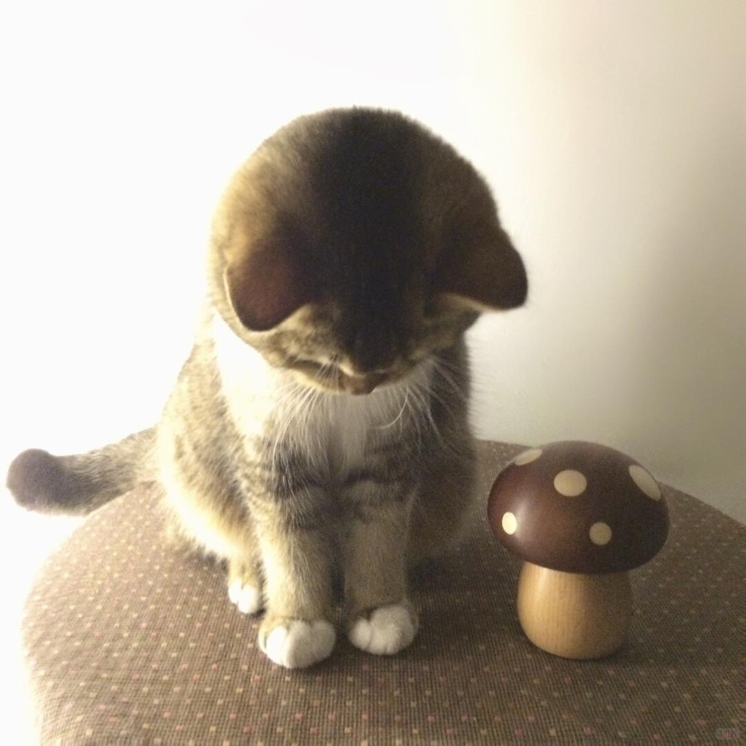 ddy头像