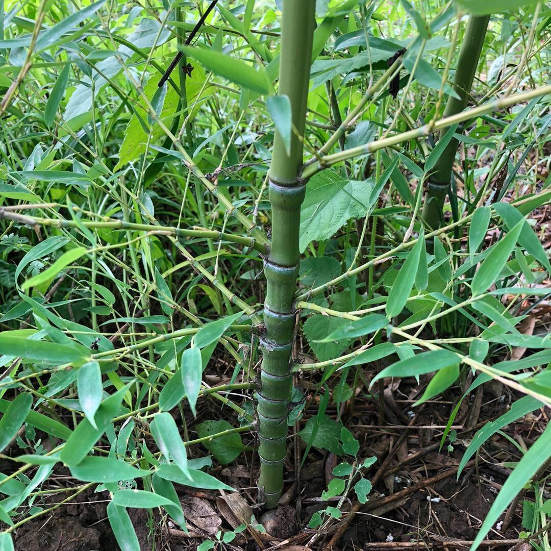 阳之晨竹苗花卉中心
