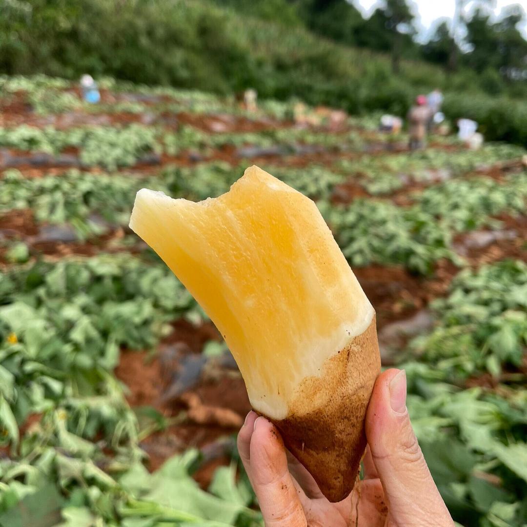 云南雪莲果基地