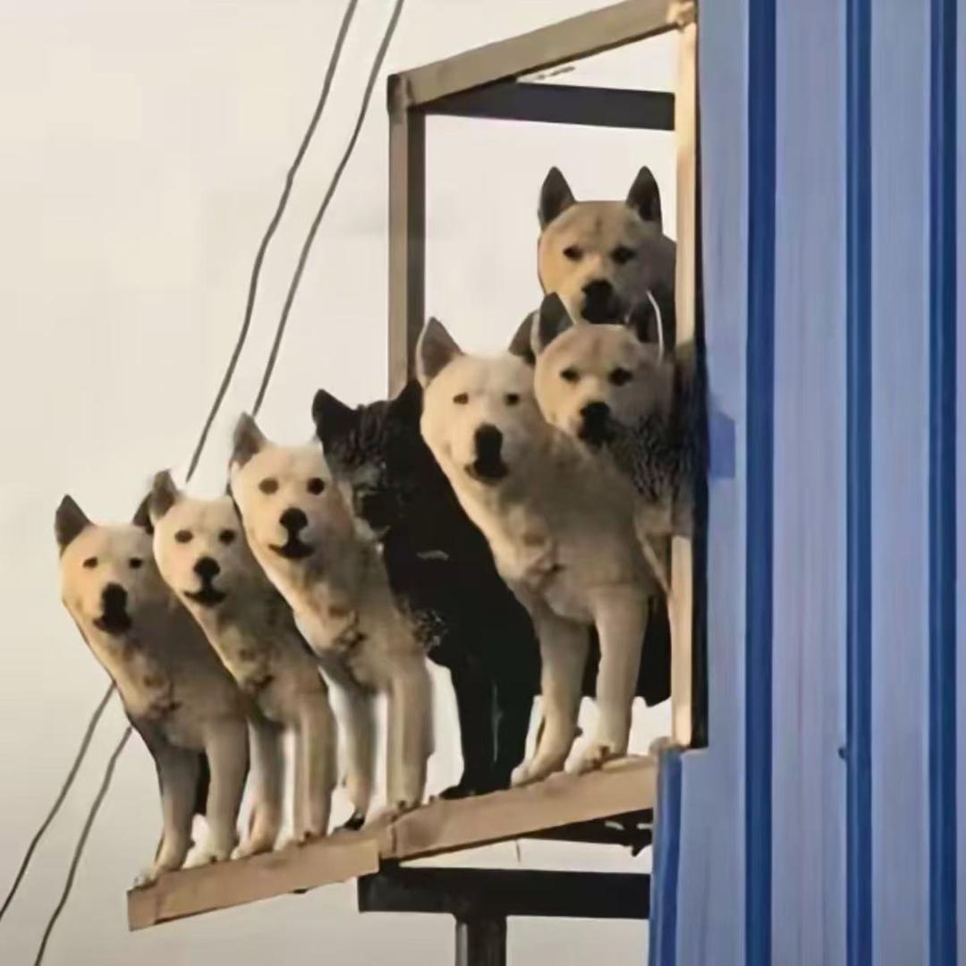 一堆狗蛋