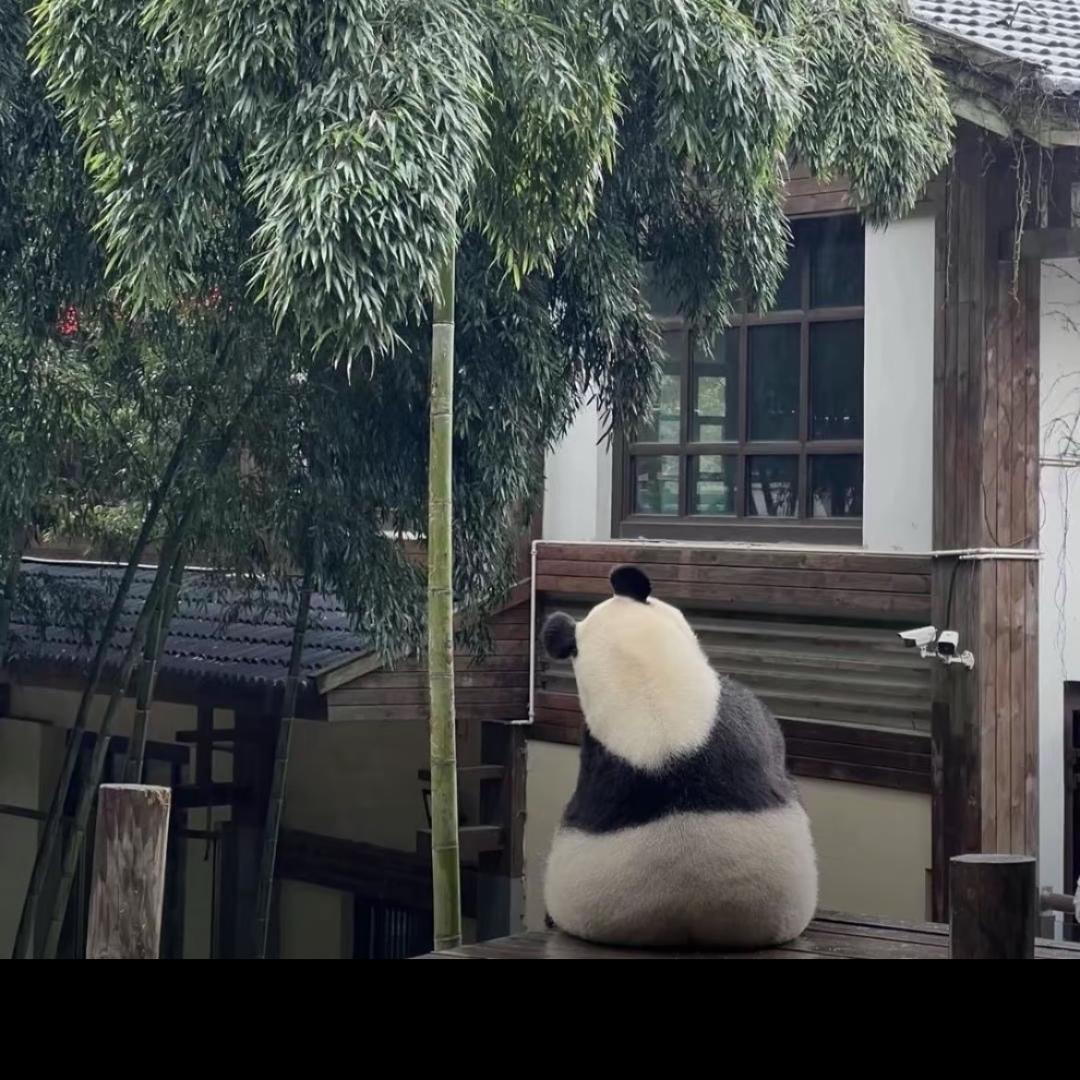 不飞了
