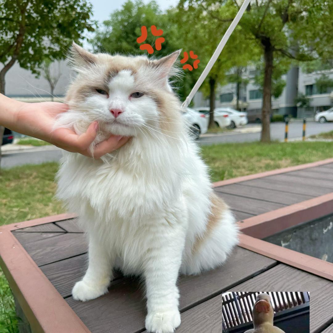一只小米粒🐈