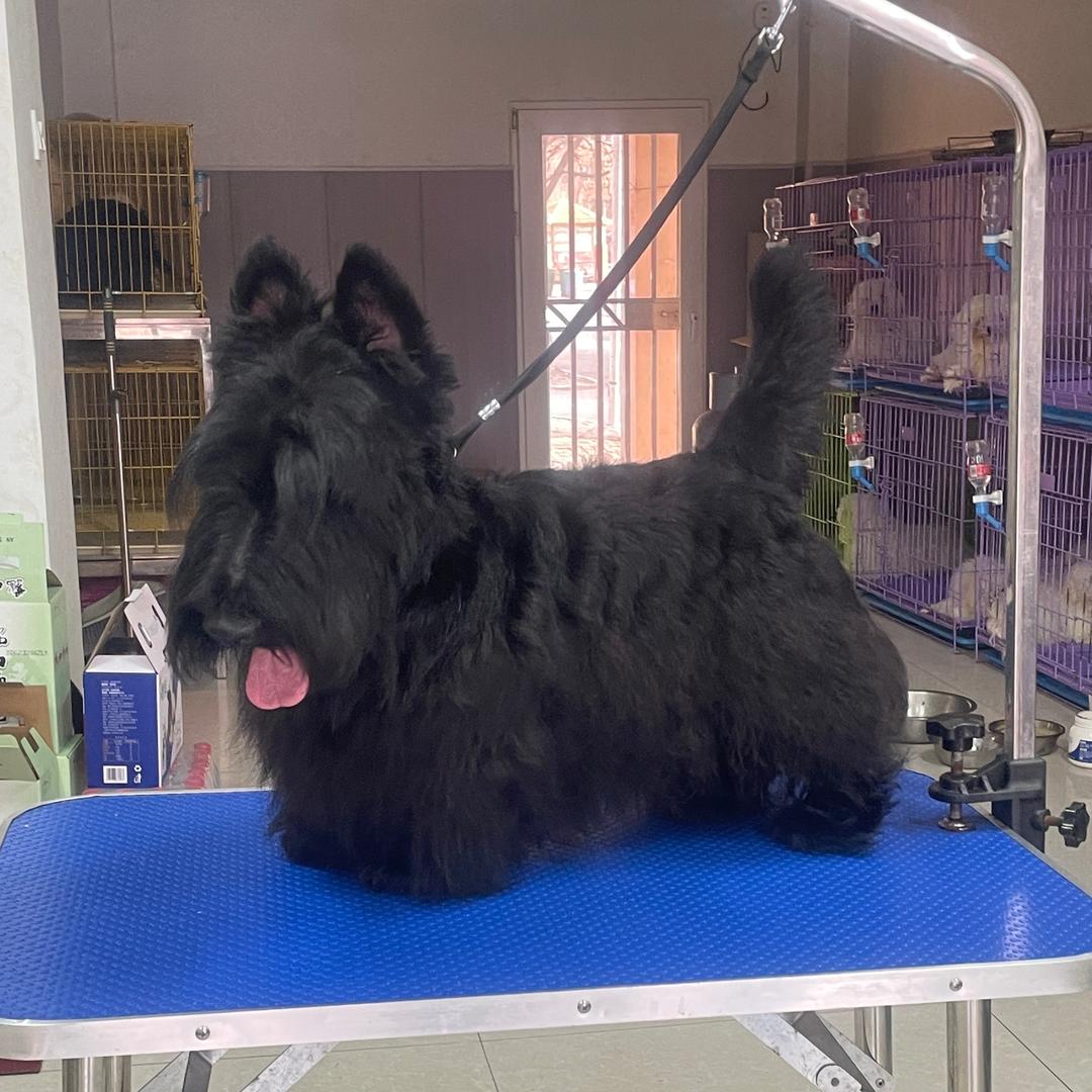 富鹏达萌宠精选店