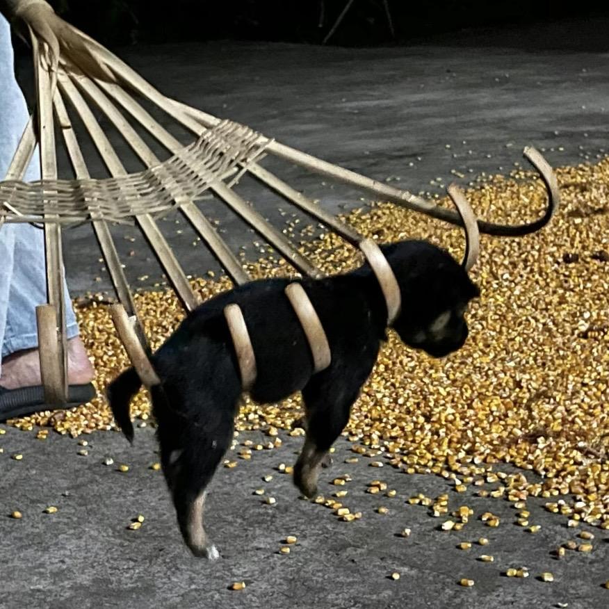 牛牛姐