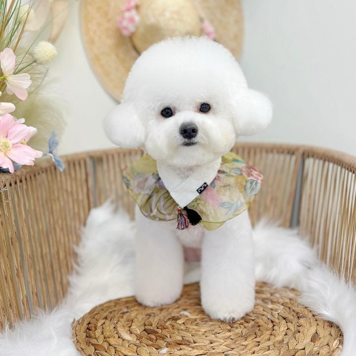 比熊BoMi🐶韩国露营记⛺️