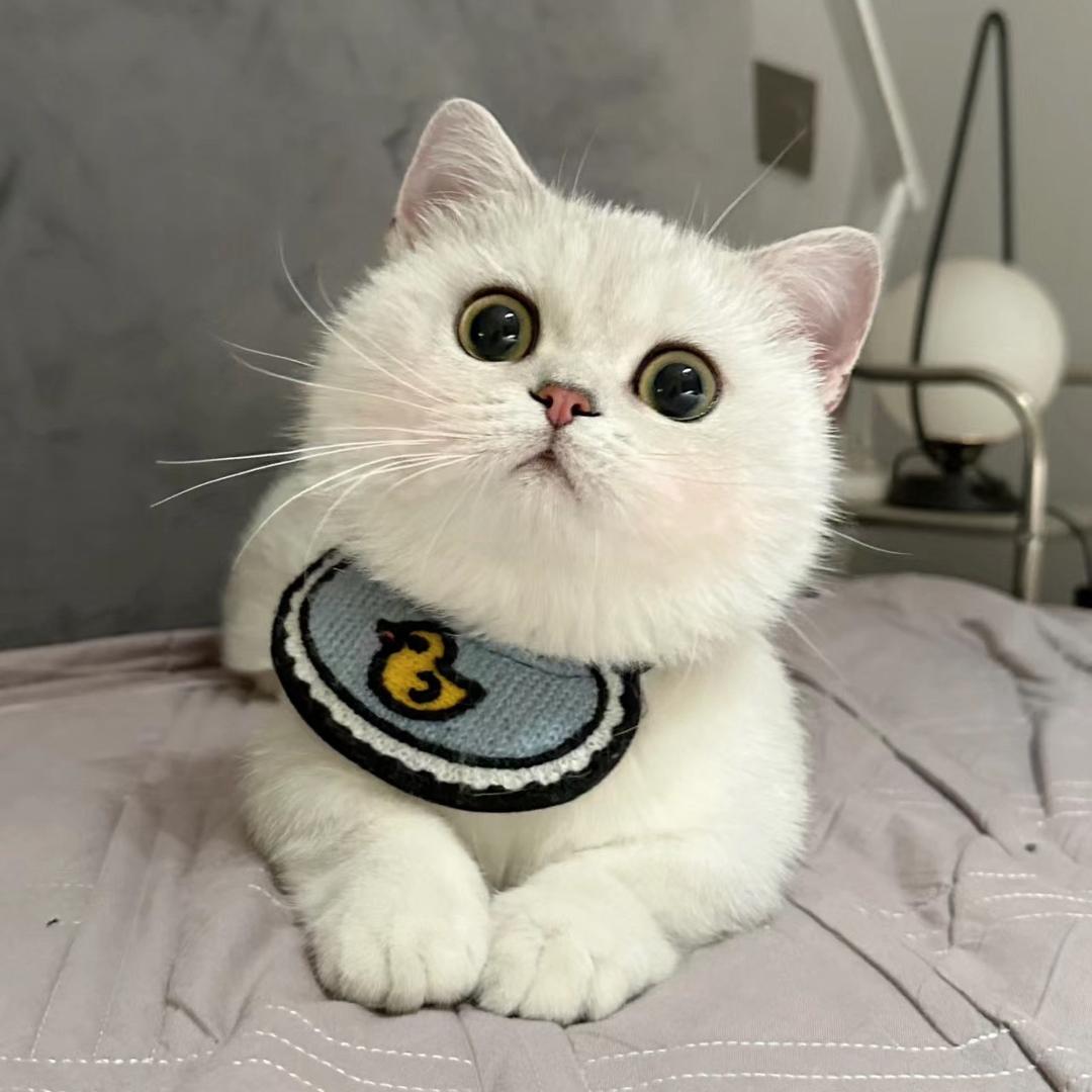辰辰妈咪呀