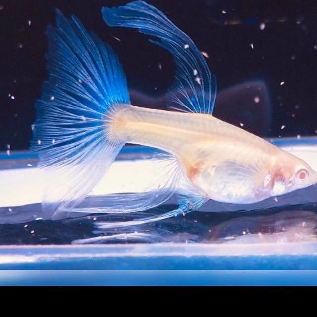 就是那么鱼（孔雀鱼）