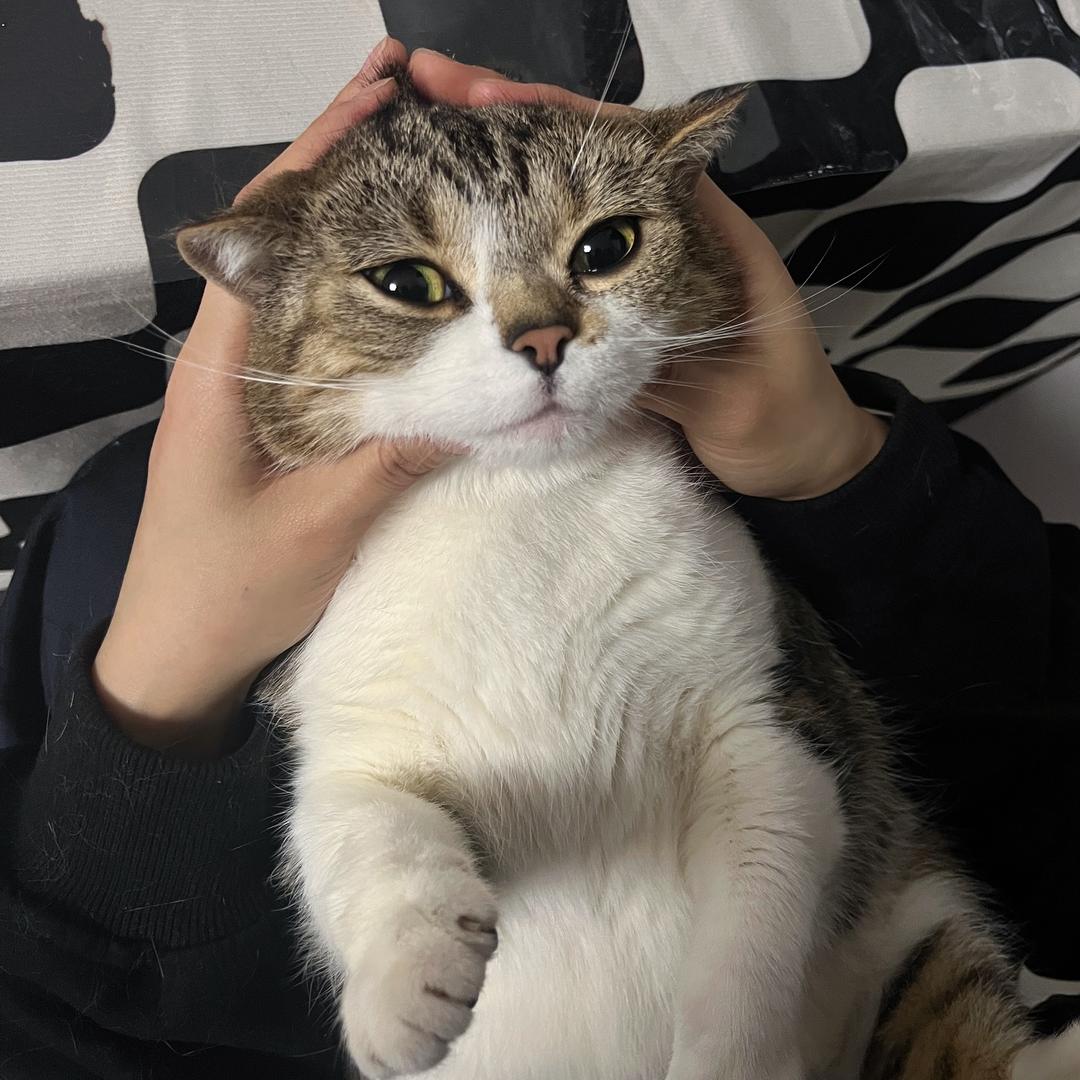 圆圆爱吃不爱玩