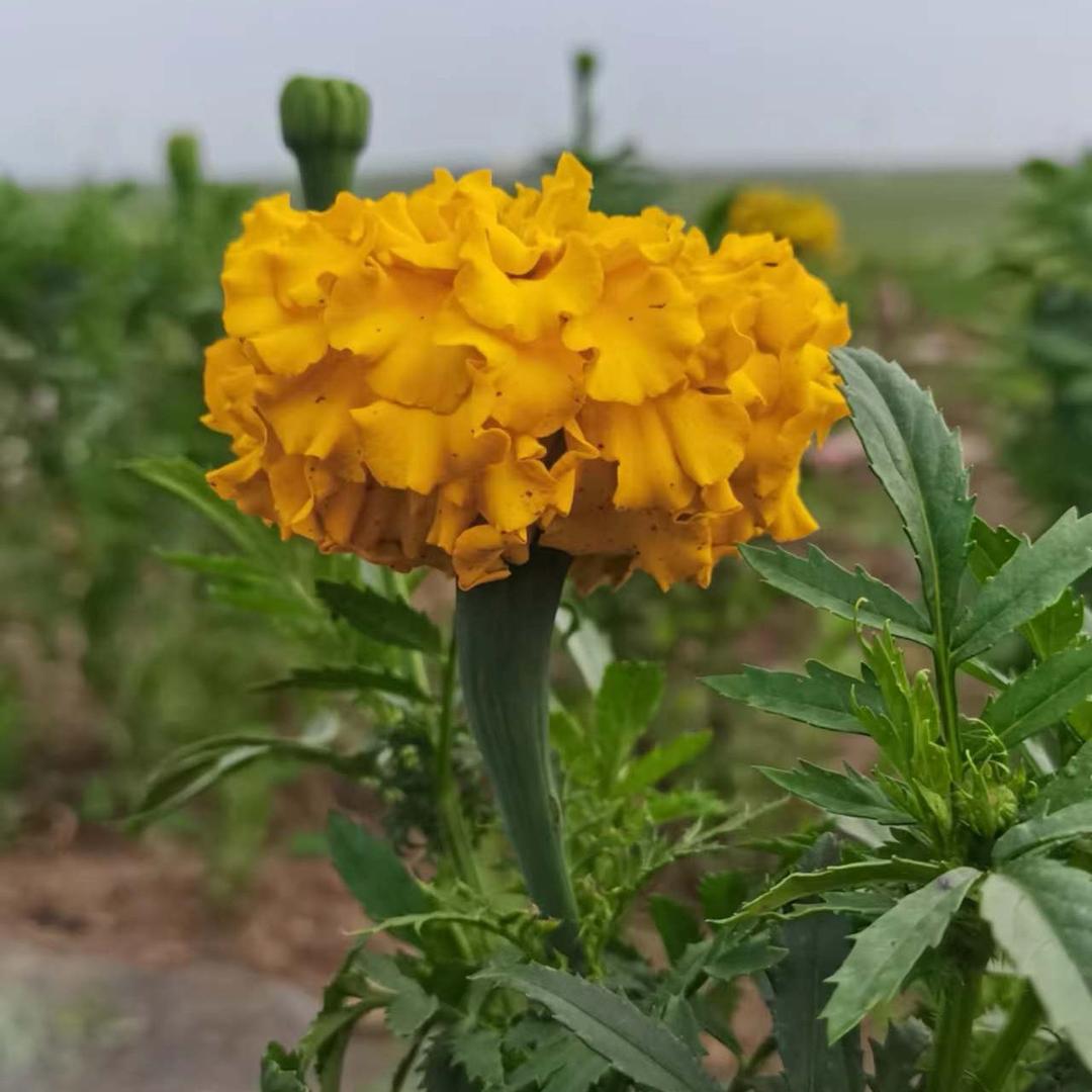 燕熙美容养生工作室