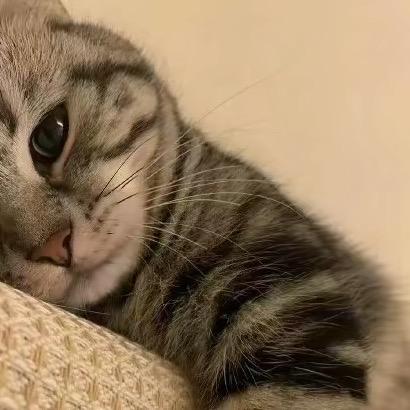 我不叫阿强💤